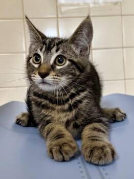 Greg -  Domestic Short Hair Cat for Adoption in San Antonio, Texas - Greg | PetCurious