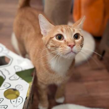 Rojo -  Domestic Short Hair Cat for Adoption in Alexandria, Virginia - Rojo | PetCurious
