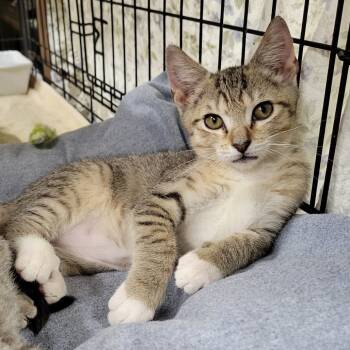 Rescue Domestic Short Hair Cats for Adoption in Pennsville Township, New Jersey - Alexandrite | PetCurious