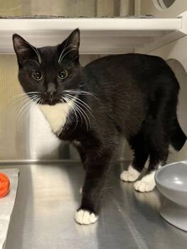 Domestic Short Hair Cats Available for Adoption - Ramona | PetCurious