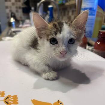 Ember 26-06-027 -  Domestic Medium Hair Cat for Adoption in Bastrop, Texas - Ember 26-06-027 | PetCurious