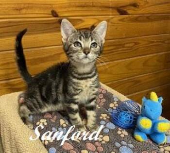 Sanford -  Tabby Cat for Adoption in Southern Pines, North Carolina - Sanford | PetCurious