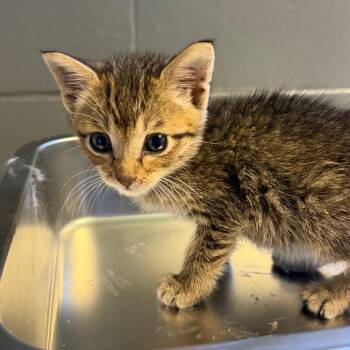 Bee -  Domestic Short Hair Cat for Adoption in Tuscaloosa, Alabama - Bee | PetCurious