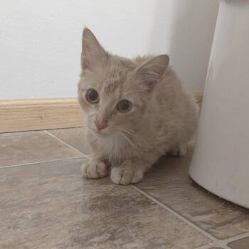 Found 59th ST NW parking lot Rochester -  Domestic Short Hair Cat for Adoption in Rochester, Minnesota - Found 59th ST NW Parking Lot Rochester | PetCurious