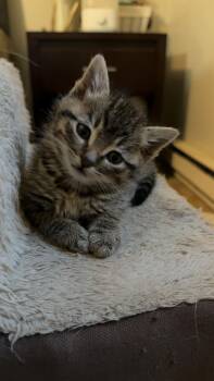 Rescue Domestic Short Hair Cats for Adoption in Cando, North Dakota - Boogie | PetCurious