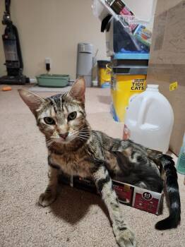 Domestic Short Hair Cats Available for Adoption in Wheaton, Illinois - Sara Lee | PetCurious