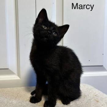 Maci Kelley -  Domestic Short Hair Cat for Adoption in Morrison, Colorado - Maci Kelley | PetCurious
