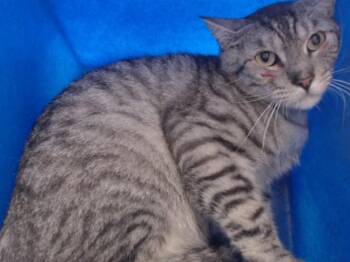 ELENORE -  Domestic Short Hair Cat for Adoption in Orlando, Florida - ELENORE | PetCurious