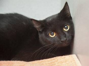 Domestic Short Hair Cats Available for Adoption in Phoenix, Arizona - NOCEDA | PetCurious