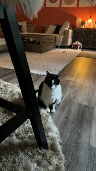 Baby and Momma Bonded -  Domestic Long Hair Cat for Adoption in Charlotte, North Carolina - Baby And Momma Bonded | PetCurious