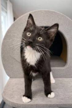 Domestic Short Hair Cats Available for Adoption - Dr. Pepper | PetCurious