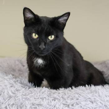 Sam -  Domestic Short Hair Cat for Adoption in St. Ignace, Michigan - Sam | PetCurious
