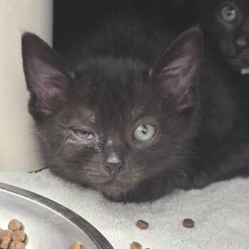 Buggs -  Domestic Short Hair Cat for Adoption in Fort Wayne, Indiana - Buggs | PetCurious