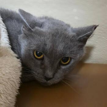 Velvet -  Domestic Short Hair Cat for Adoption in Chatham, Virginia - Velvet | PetCurious