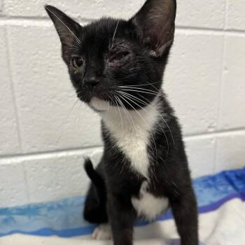 Toastada -  Domestic Short Hair Cat for Adoption in Spruce Pine, North Carolina - Toastada | PetCurious