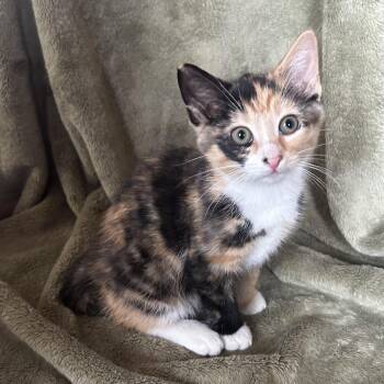 Fiona -  Domestic Short Hair Cat for Adoption in Lemoyne, Pennsylvania - Fiona | PetCurious