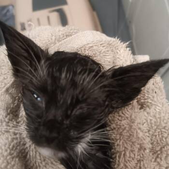 Angel -  Domestic Short Hair Cat for Adoption in Marion, Illinois - Angel | PetCurious