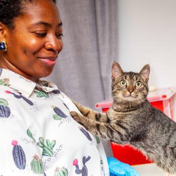 Bo Burnham -  Domestic Short Hair Cat for Adoption in Hattiesburg, Mississippi - Bo Burnham | PetCurious
