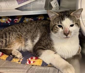 SPICEY -  Domestic Short Hair Cat for Adoption in Aurora, Illinois - SPICEY | PetCurious