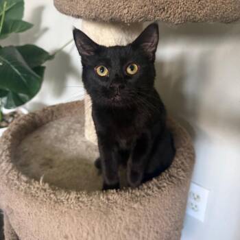 Kana Carter -  Domestic Short Hair Cat for Adoption in Eagle Mountain, Utah - Kana Carter | PetCurious