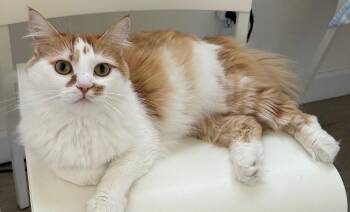 Yang-Pa (URGENT) -  Domestic Medium Hair Cat for Adoption - Yang-Pa (URGENT) | PetCurious