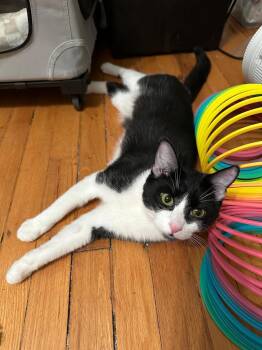 Domestic Short Hair Cats Available for Adoption in Oak Park, Michigan - Prim | PetCurious