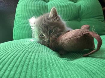 Domestic Medium Hair Cats Available for Adoption in Oakland, California - Lorenzo (bonded With Marshall) | PetCurious