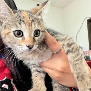 Domestic Short Hair Cats Available for Adoption in Edinburg, Texas - Firecracker | PetCurious