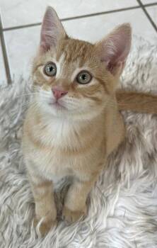 Starling -  Domestic Short Hair Cat for Adoption in Lenexa, Kansas - Starling | PetCurious