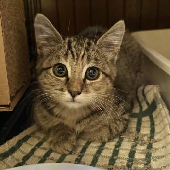 Moxie -  Domestic Short Hair Cat for Adoption in Overland Park, Kansas - Moxie | PetCurious