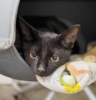 Draymond -  Bombay and Domestic Short Hair Cat for Adoption in Walnut Creek, California - Draymond | PetCurious