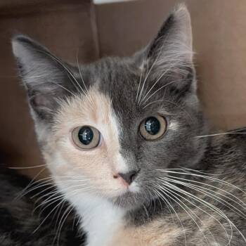 Canary Melon - Reduced Fee -  Domestic Short Hair Cat for Adoption in Jefferson, Wisconsin - Canary Melon - Reduced Fee | PetCurious