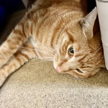Rusty -  Domestic Short Hair Cat for Adoption in Riverside, California - Rusty | PetCurious