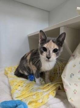 Beth Smith -  Domestic Short Hair Cat for Adoption in Savannah, Georgia - Beth Smith | PetCurious
