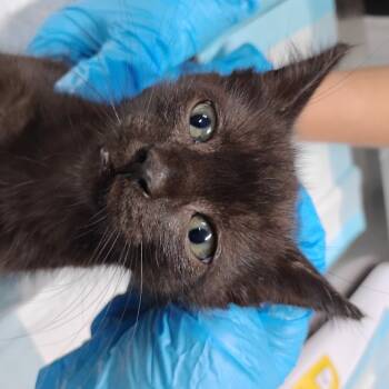 Rescue Domestic Short Hair Cats for Adoption in Summerville, South Carolina - Gilligan | PetCurious