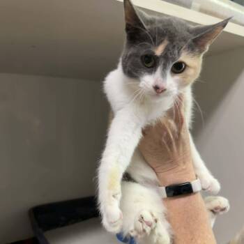 Dilute Calico and Domestic Short Hair Cats Available for Adoption - Waffles | PetCurious