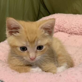 Punk -  Domestic Short Hair Cat for Adoption in Keizer, Oregon - Punk | PetCurious