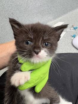 FERN -  Domestic Short Hair Cat for Adoption in Indianapolis, Indiana - FERN | PetCurious