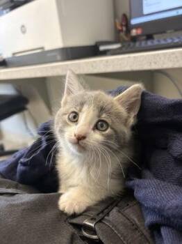 Cinnamon Butter -  Domestic Short Hair Cat Available for Adoption in Lafayette, Indiana - Cinnamon Butter | PetCurious