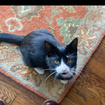 Rescue Domestic Short Hair Cats for Adoption in Ferndale, Michigan - BeBe | PetCurious