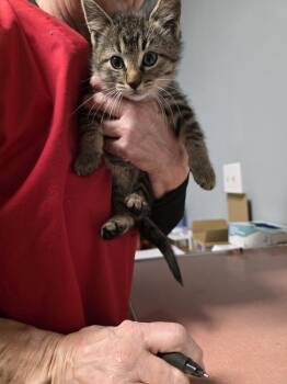 Rescue Domestic Short Hair Cats for Adoption in Metamora, Illinois - Charizard | PetCurious