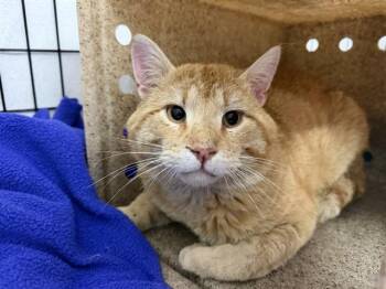 Domestic Short Hair Cats Available for Adoption in Ames, Iowa - FLETCHER REEDE | PetCurious