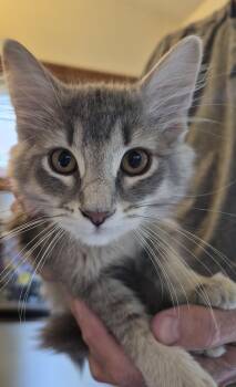 No Name Yet 2 -  Domestic Long Hair Cat for Adoption in Richland, Michigan - No Name Yet 2 | PetCurious