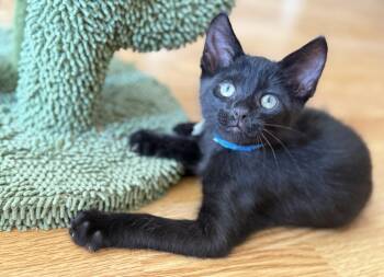 Rescue Domestic Short Hair Cats for Adoption in Fort Worth, Texas - Bear | PetCurious