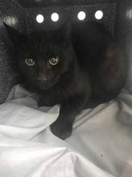 Domestic Short Hair Cats Available for Adoption in Sevierville, Tennessee - Mockingjay | PetCurious