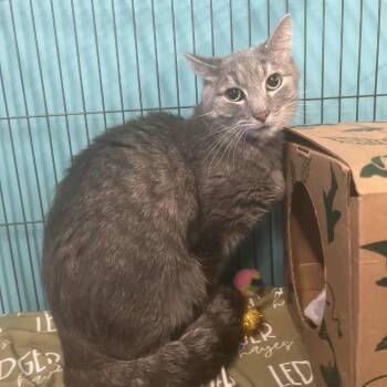 Domestic Short Hair Cats Available for Adoption - Jaxon Wild | PetCurious