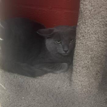Nash -  Domestic Medium Hair Cat for Adoption in Sarasota, Florida - Nash | PetCurious