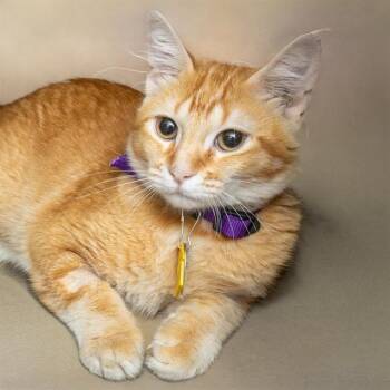 HEATHCLIFF -  Domestic Short Hair Cat for Adoption in St. Louis, Missouri - HEATHCLIFF | PetCurious