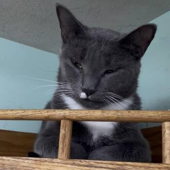 Cannoli -  Domestic Short Hair Cat for Adoption in Cortland, New York - Cannoli | PetCurious