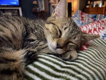 Rescue Domestic Short Hair and Tabby Cats for Adoption in Campbellsville, Kentucky - Frank Zappa | PetCurious